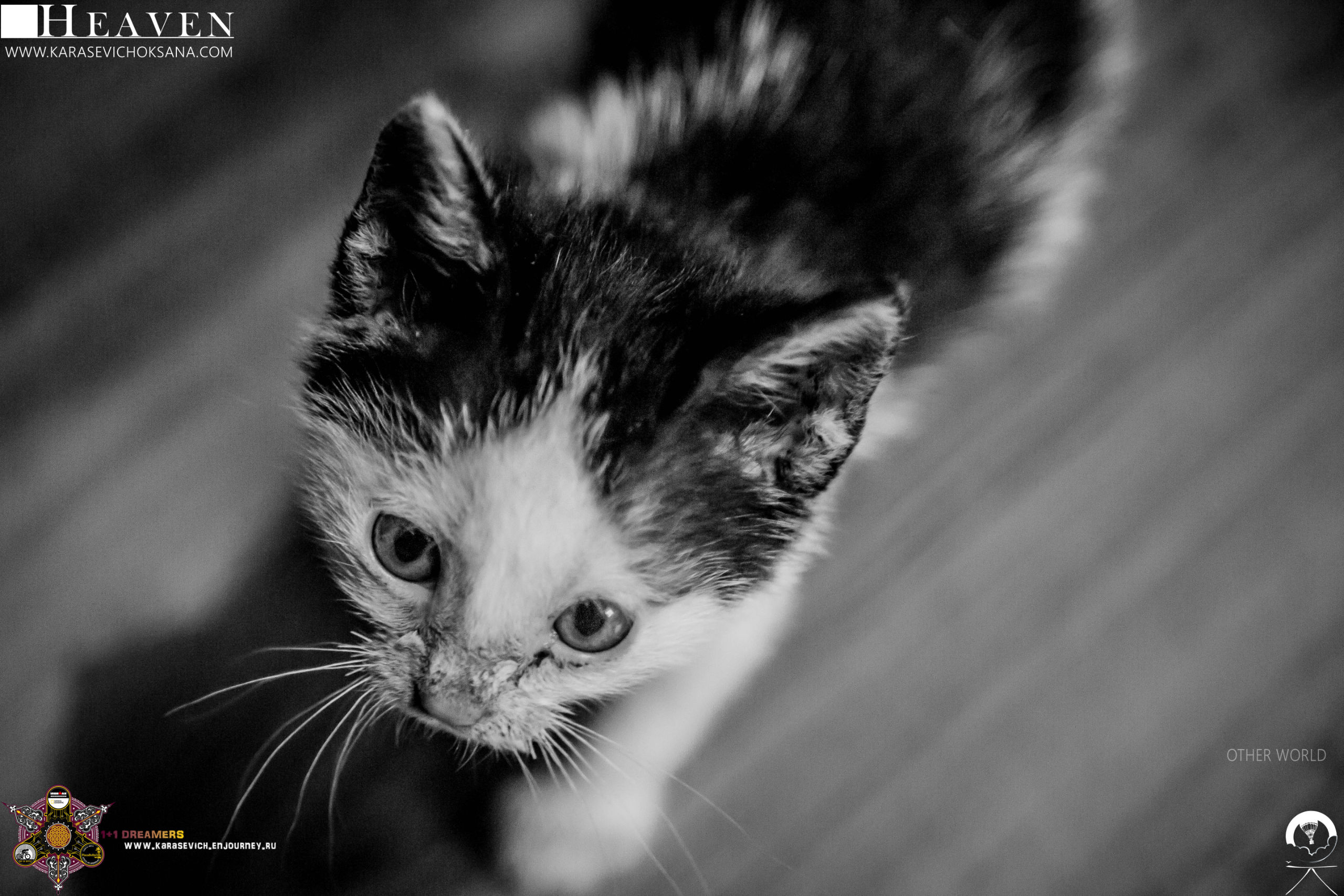 Страна цветущих изнутри наружу сиамцев. Тайланд — страна, которой гордился бы С. Кови