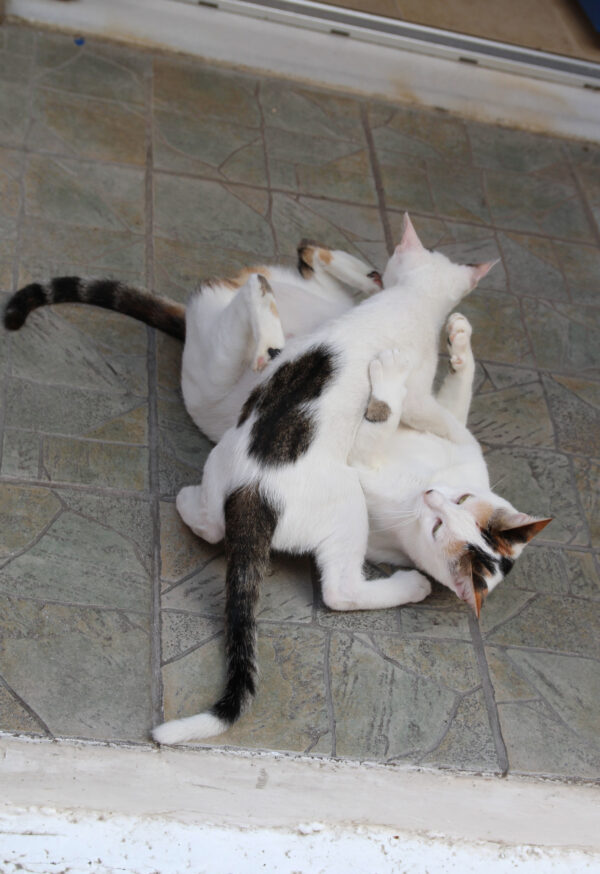 Круиз. Амальфи-Миконос-Эфес