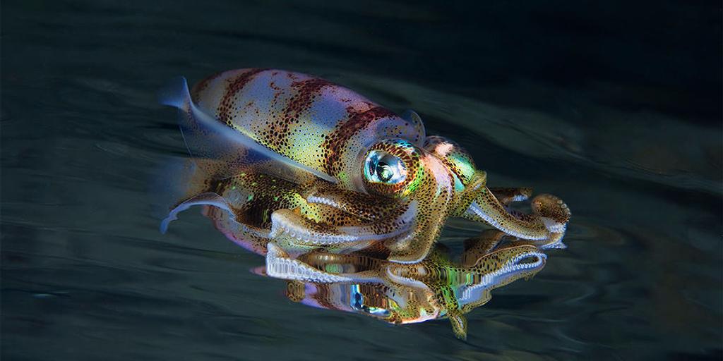 Драгоценности моря Драгоценности моря