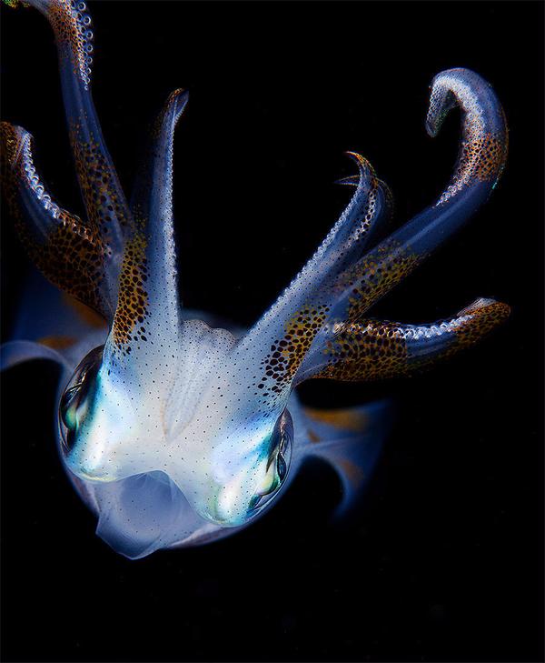 Драгоценности моря Драгоценности моря