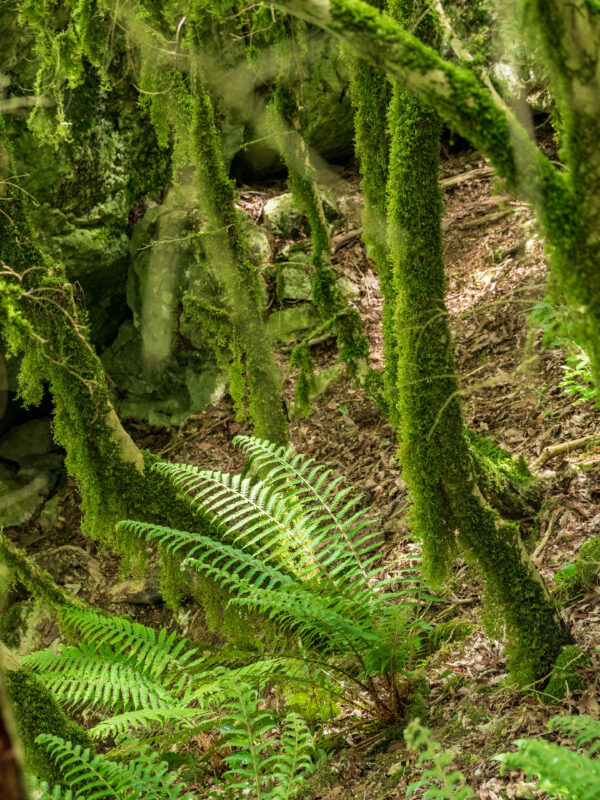 Абхазия. Чернореченское форелевое хозяйство (Гудаутский район) Абхазия. Чернореченское форелевое хозяйство (Гудаутский район)