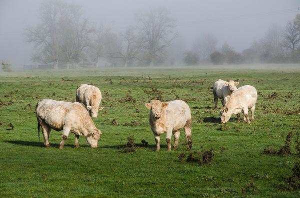 Один день по замкам Бургундии Один день по замкам Бургундии