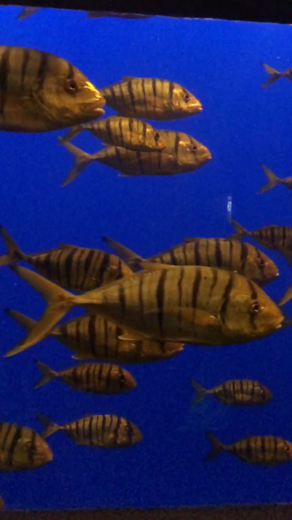 Sea World. Dreams come true. Part 4.