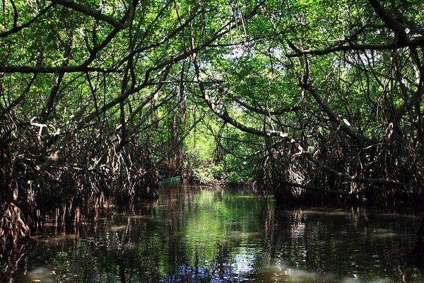 Мангры и&nbsp;их&nbsp;обитатели