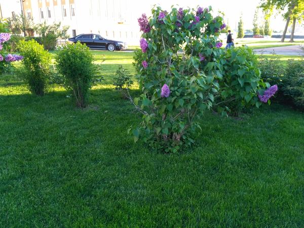Венский Volksgarten в Нижнем Новгороде? Венский Volksgarten в Нижнем Новгороде?