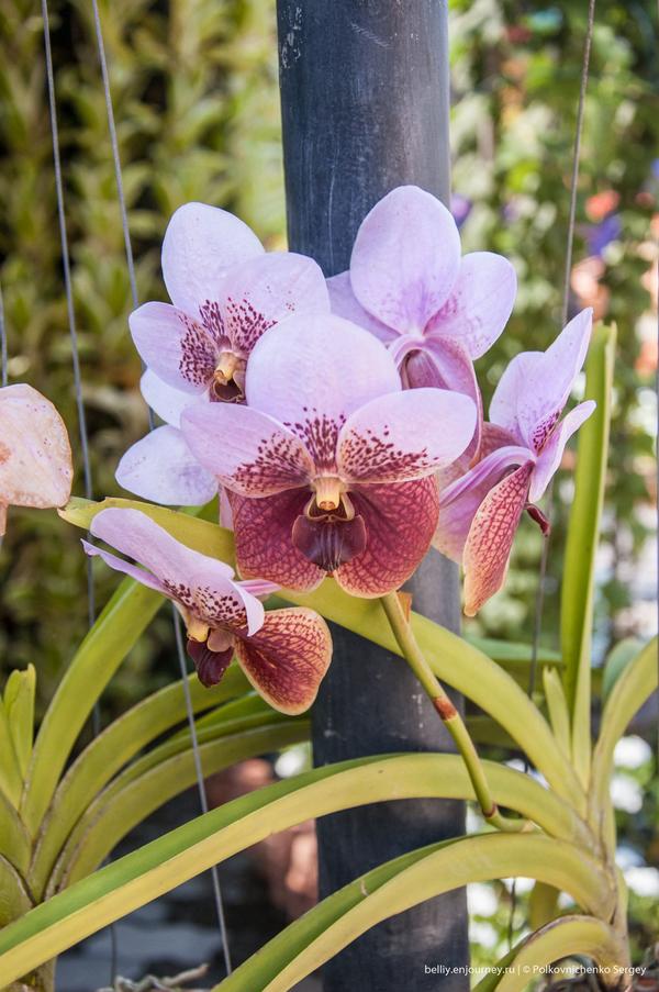 Едем в Тай, орхидеи вай-вай-вай Едем в Тай, орхидеи вай-вай-вай