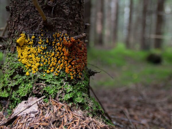 Поход по&nbsp;грибы