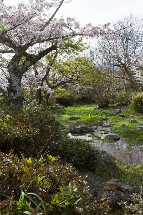 Прогулки по&nbsp;Киото: Где найти сакуру