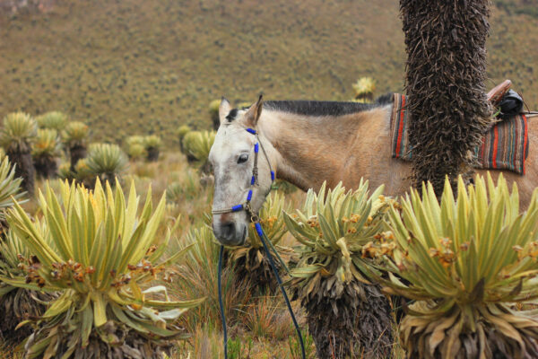 Поход по&nbsp;национальному парку Лос-Невадос. Колумбия