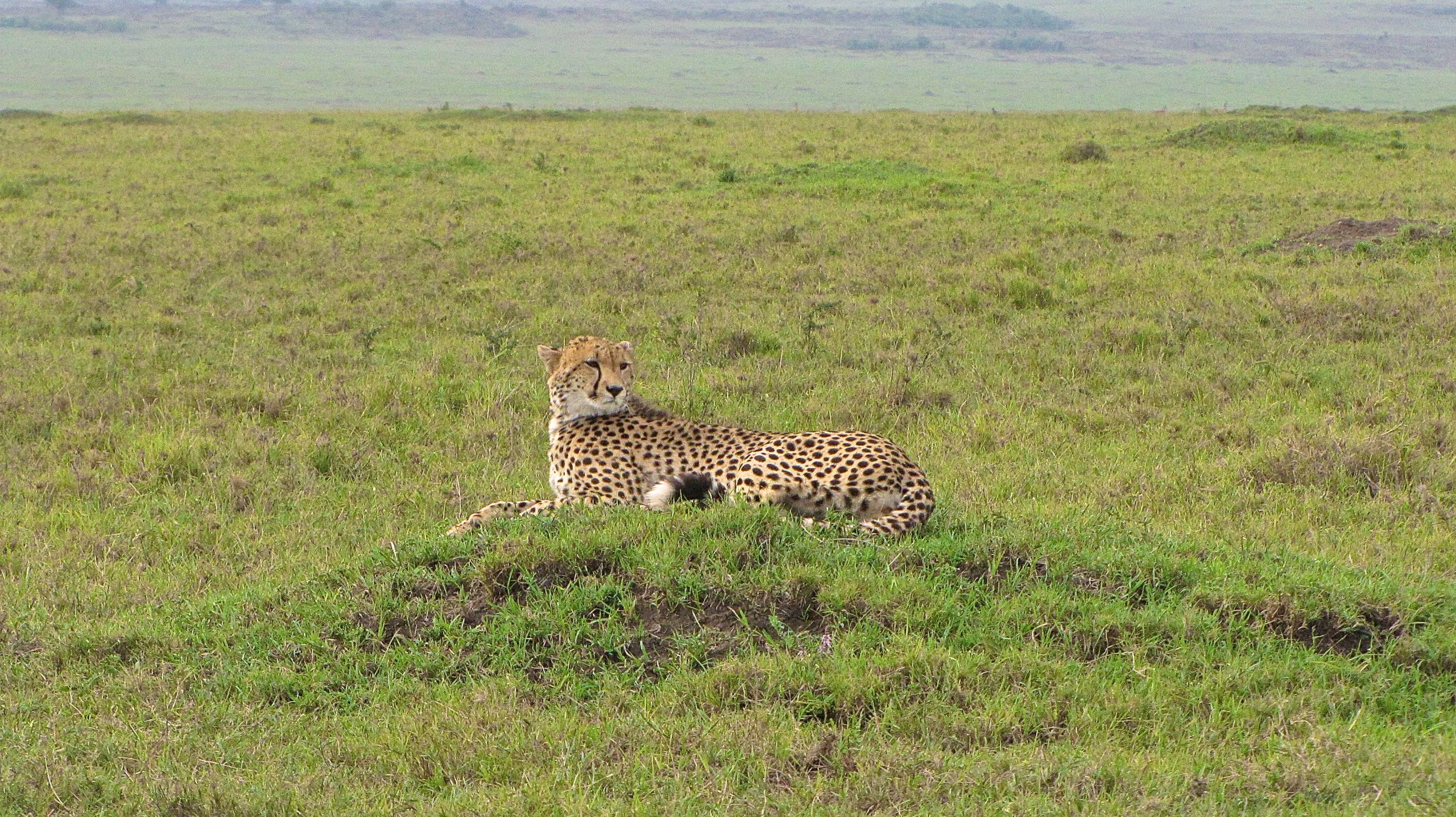 Классическое джип-сафари