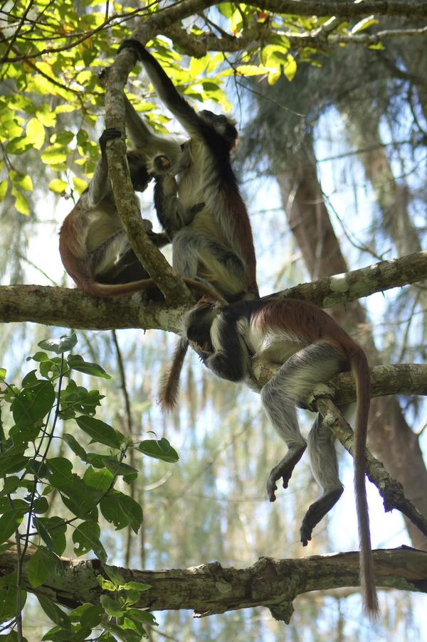 Занзибар — чудо-остров, жить на нем легко и просто Занзибар — чудо-остров, жить на нем легко и просто