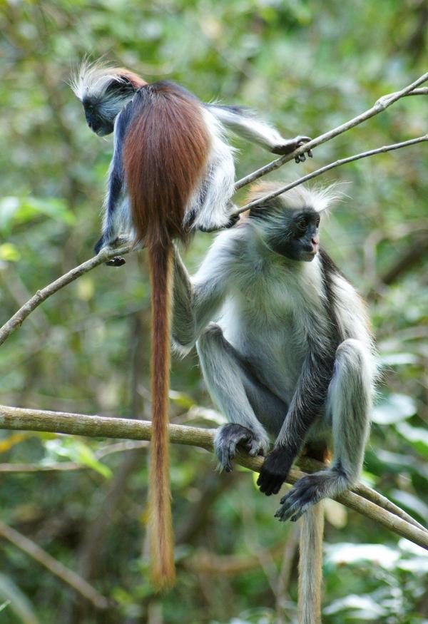 Занзибар&nbsp;&mdash; чудо-остров, жить на&nbsp;нем легко и&nbsp;просто